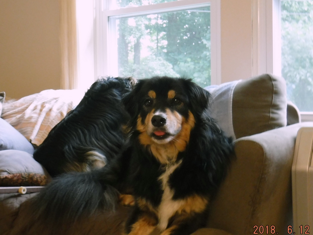 Bailey & Rocky - June 2018